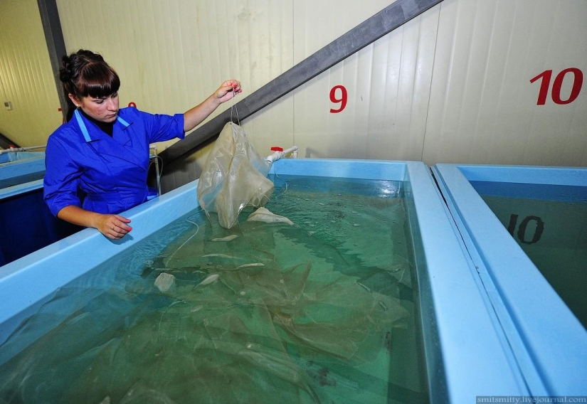 How Far Eastern trepang is grown in Primorye How Far Eastern trepang is grown in Primorye