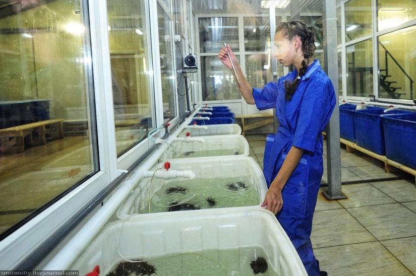 How Far Eastern trepang is grown in Primorye How Far Eastern trepang is grown in Primorye