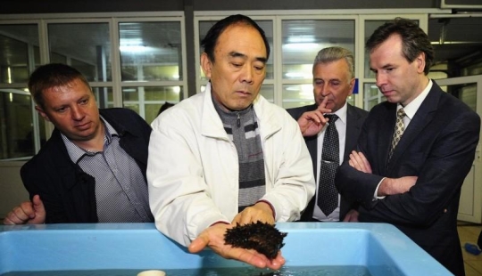 How Far Eastern trepang is grown in Primorye How Far Eastern trepang is grown in Primorye