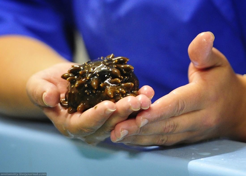 How Far Eastern trepang is grown in Primorye How Far Eastern trepang is grown in Primorye