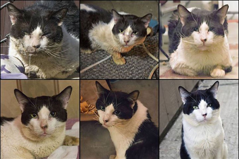 How I saved a dying street cat