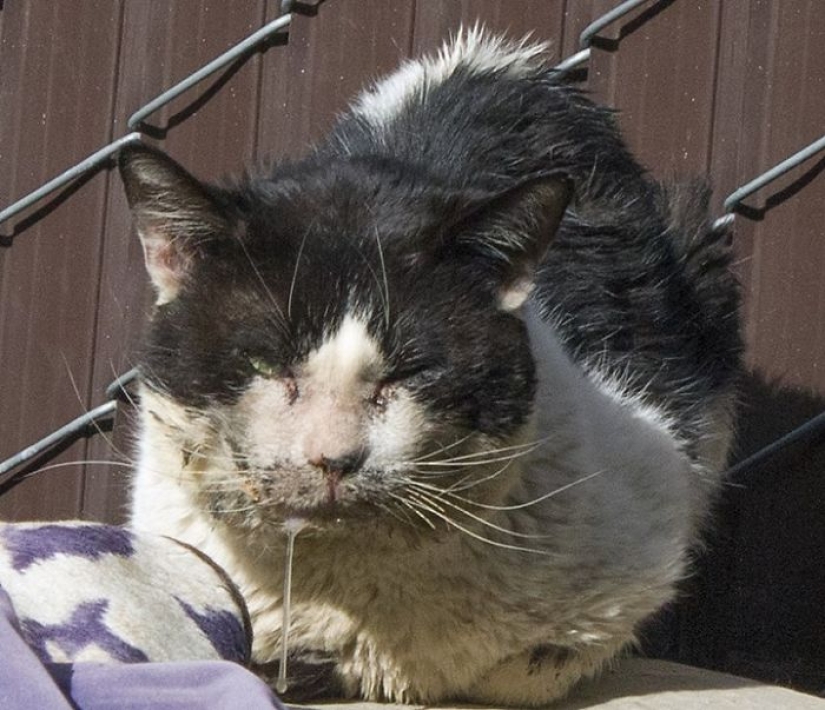 How I saved a dying street cat