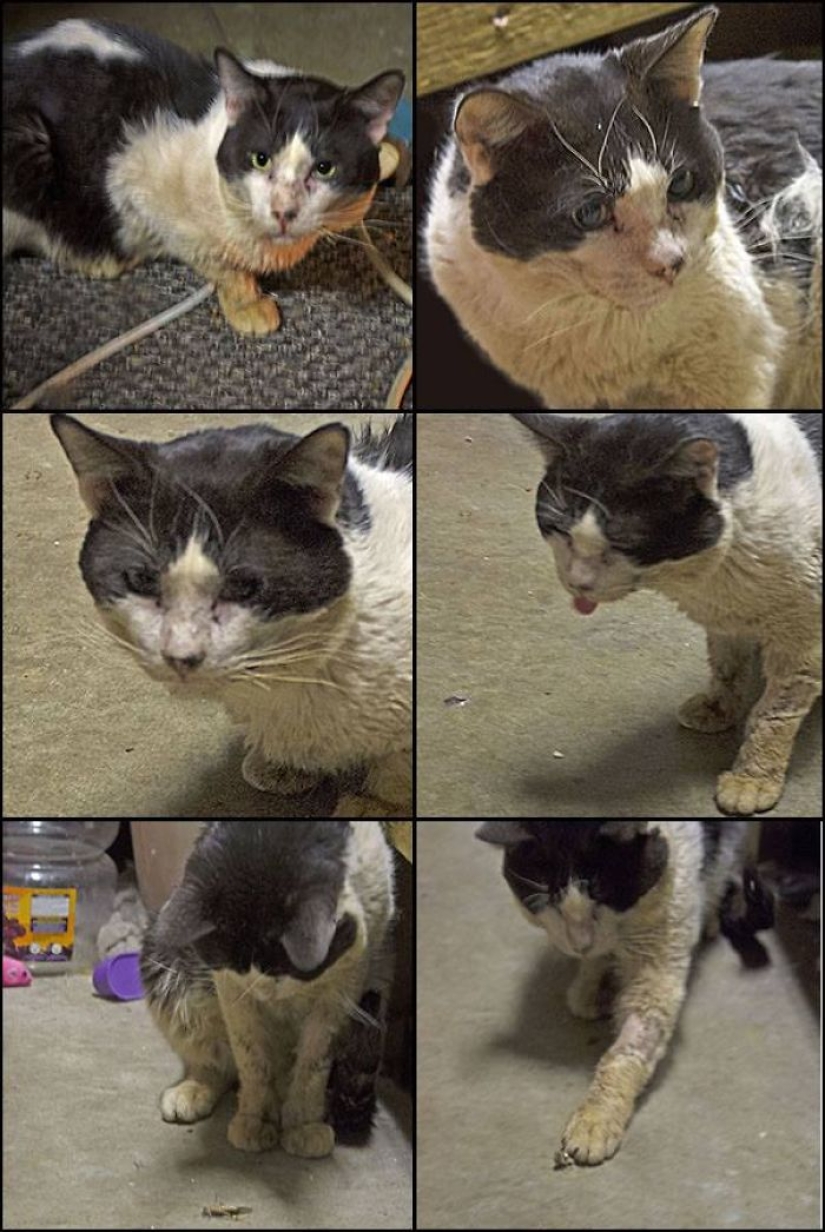 How I saved a dying street cat