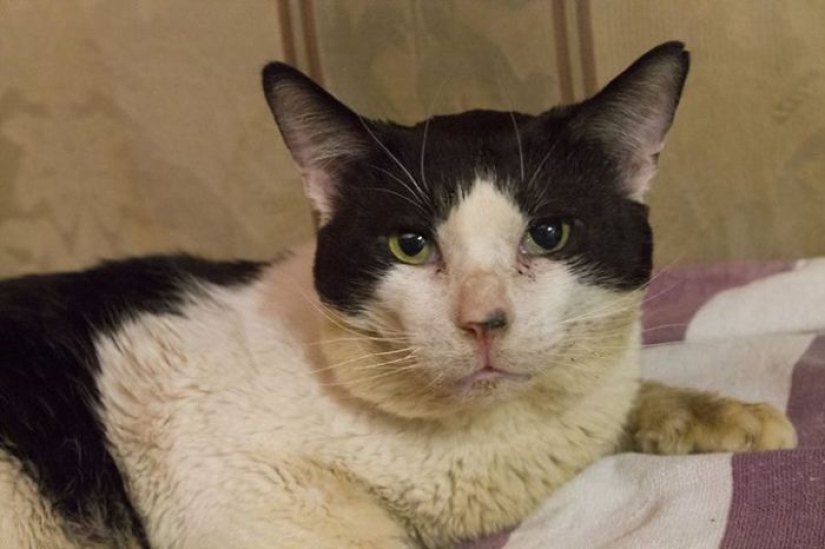 How I saved a dying street cat