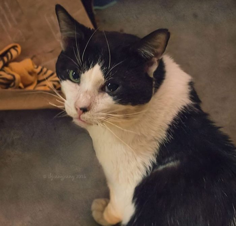 How I saved a dying street cat