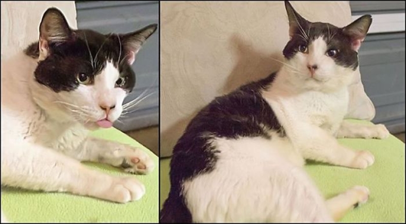 How I saved a dying street cat