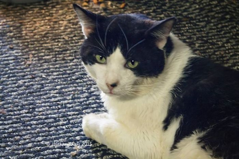 How I saved a dying street cat