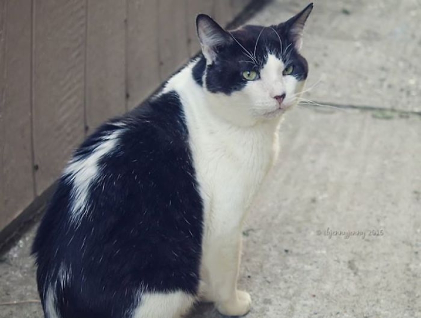 How I saved a dying street cat