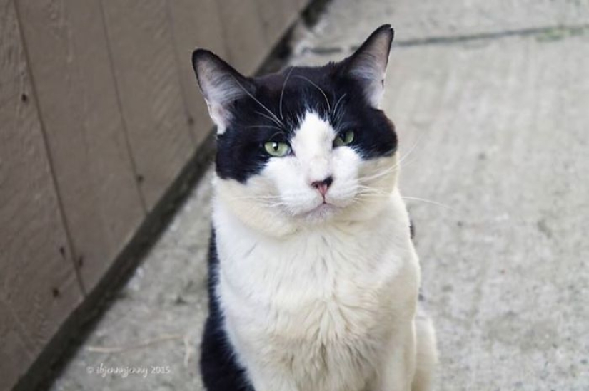 How I saved a dying street cat