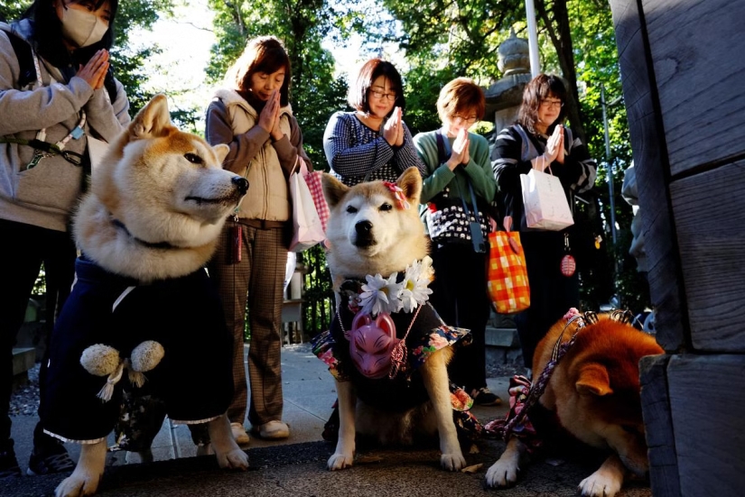How in Japan dogs in kimonos are blessed in the temple instead of children
