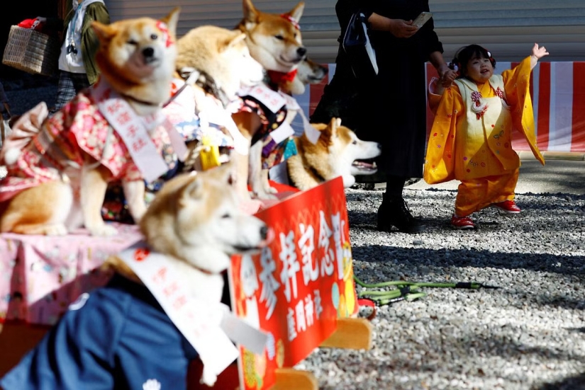 How in Japan dogs in kimonos are blessed in the temple instead of children