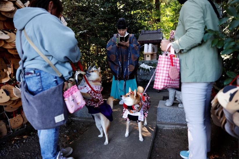 How in Japan dogs in kimonos are blessed in the temple instead of children
