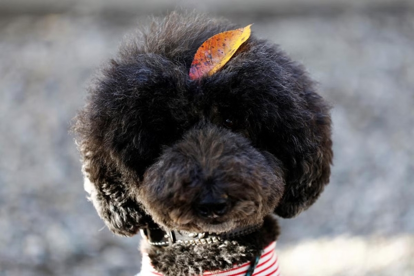 How in Japan dogs in kimonos are blessed in the temple instead of children