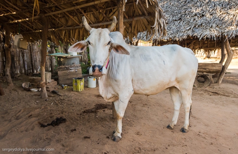 How is life in a wealthy village in Burma? How is life in a wealthy village in Burma?