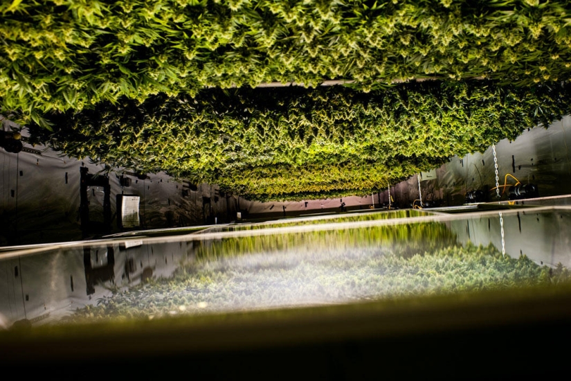 How legal cannabis is grown in Colorado