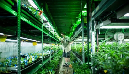 How legal cannabis is grown in Colorado How legal cannabis is grown in Colorado