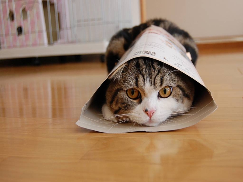 How much do dogs and cats earn from the Internet