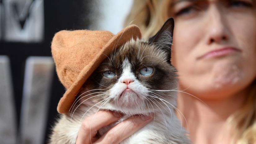 How much do dogs and cats earn from the Internet