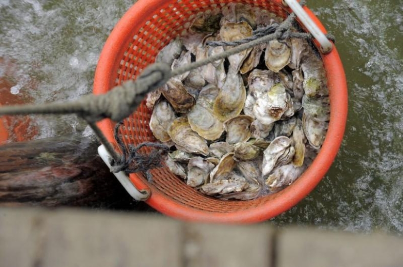 How oysters are grown on farms in the Chesapeake Bay