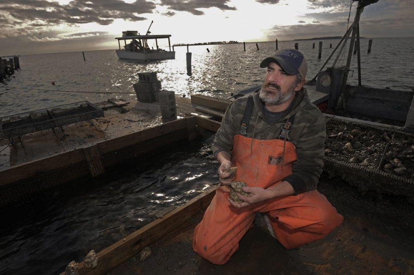 How oysters are grown on farms in the Chesapeake Bay