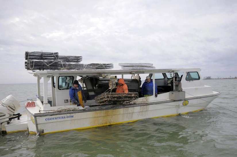 How oysters are grown on farms in the Chesapeake Bay