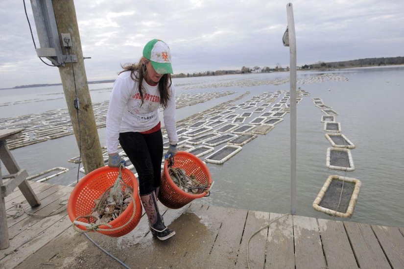 How oysters are grown on farms in the Chesapeake Bay