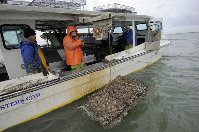 How oysters are grown on farms in the Chesapeake Bay