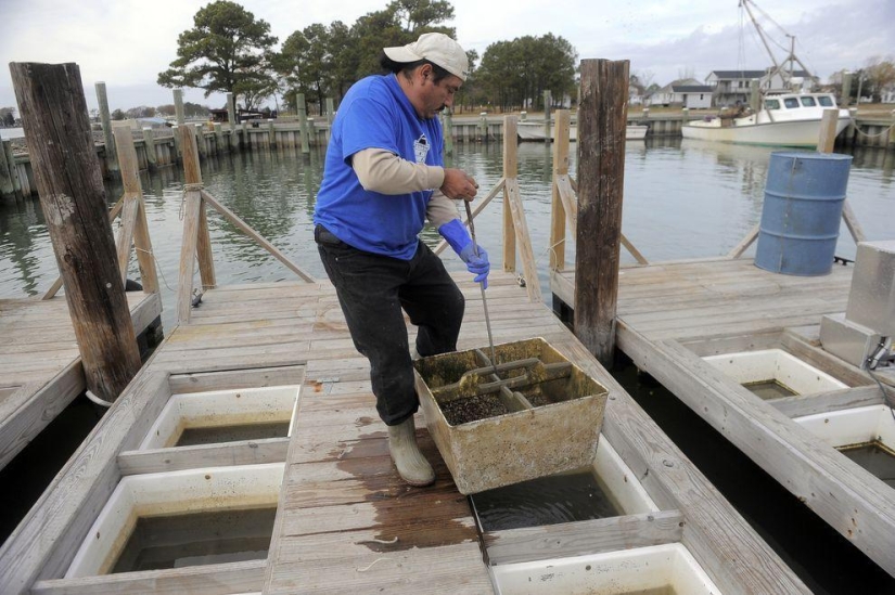 How oysters are grown on farms in the Chesapeake Bay