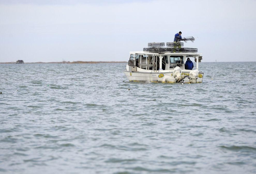 How oysters are grown on farms in the Chesapeake Bay