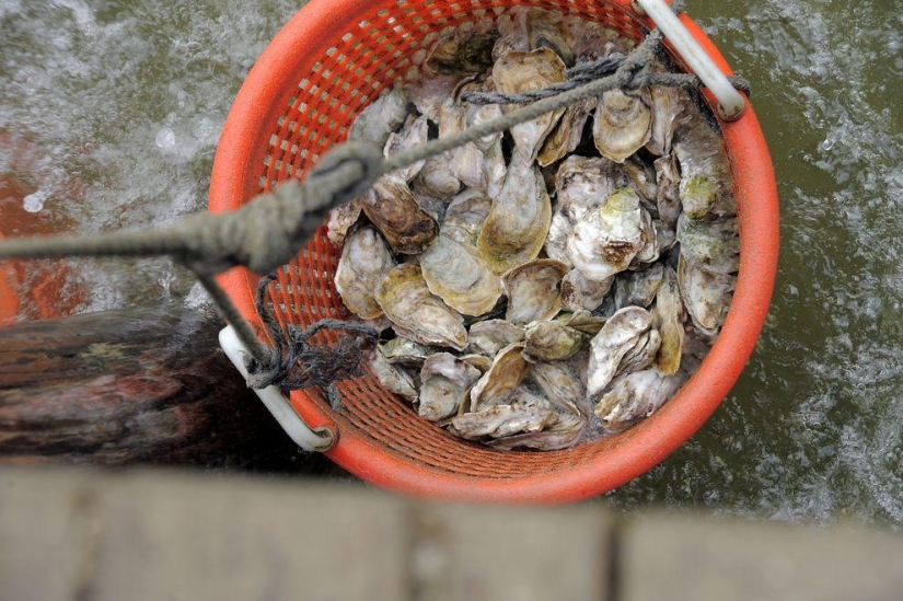 How oysters are grown on farms in the Chesapeake Bay