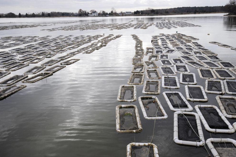 How oysters are grown on farms in the Chesapeake Bay