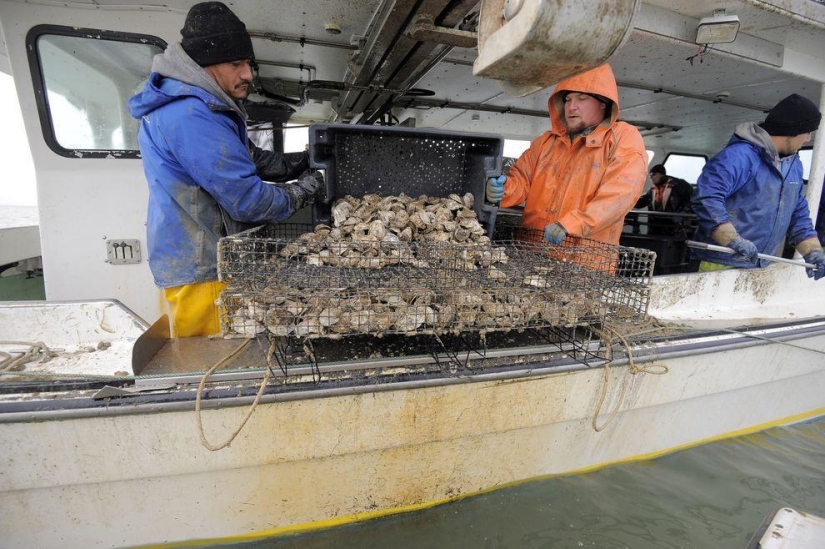 How oysters are grown on farms in the Chesapeake Bay