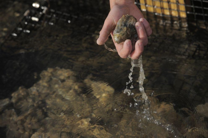 How oysters are grown on farms in the Chesapeake Bay