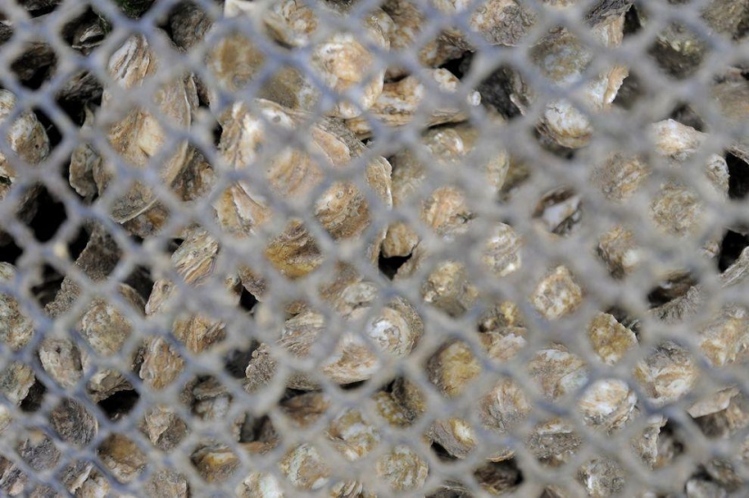 How oysters are grown on farms in the Chesapeake Bay