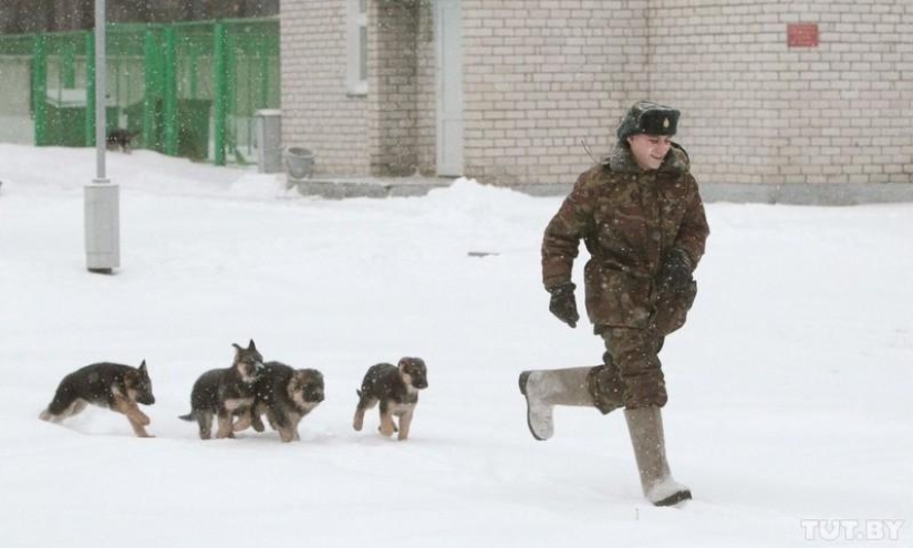 How Puppies Become Border Guards