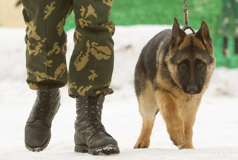 How Puppies Become Border Guards