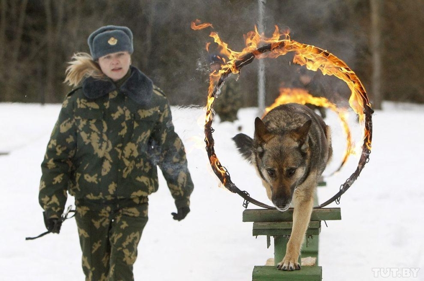 How Puppies Become Border Guards