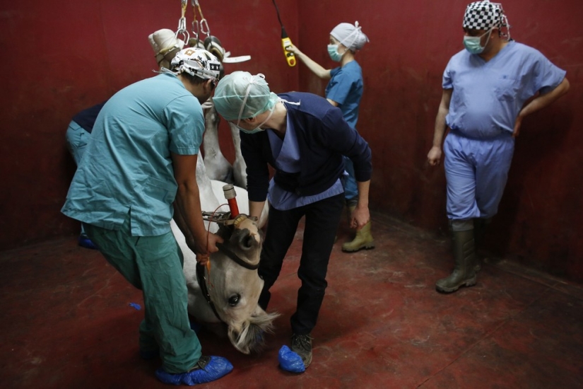 How race horses are treated in Istanbul