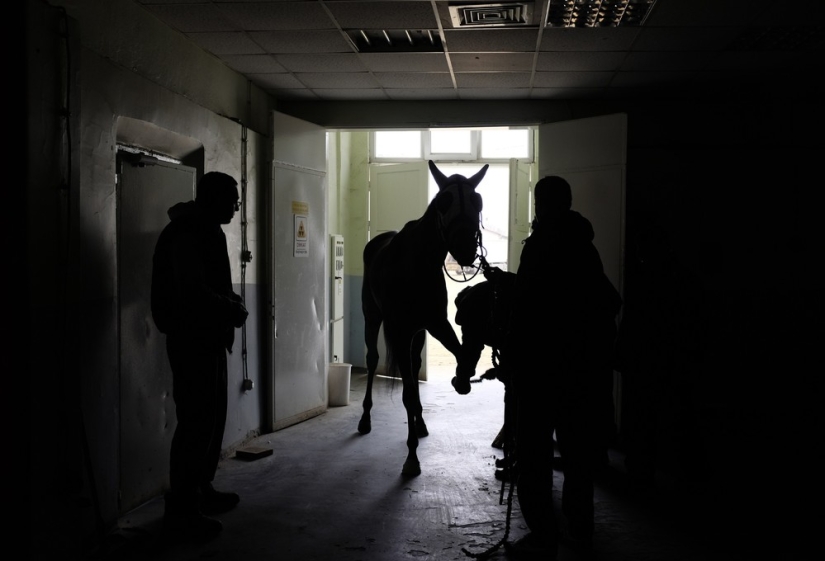 How race horses are treated in Istanbul