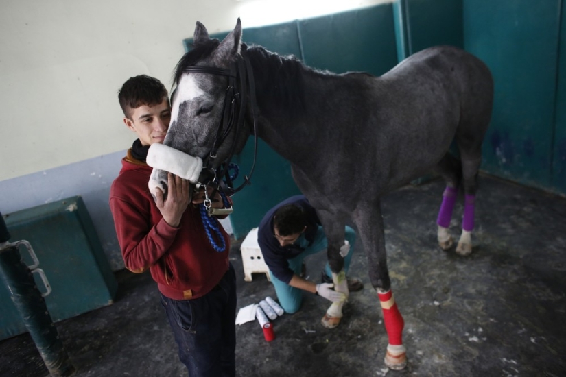 How race horses are treated in Istanbul