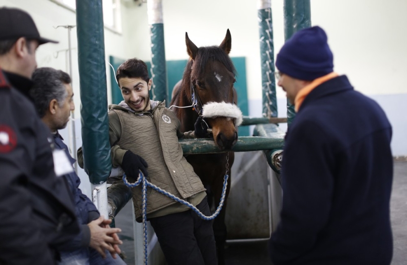 How race horses are treated in Istanbul