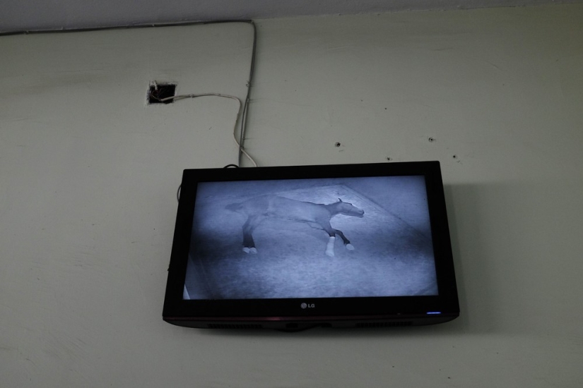 How race horses are treated in Istanbul