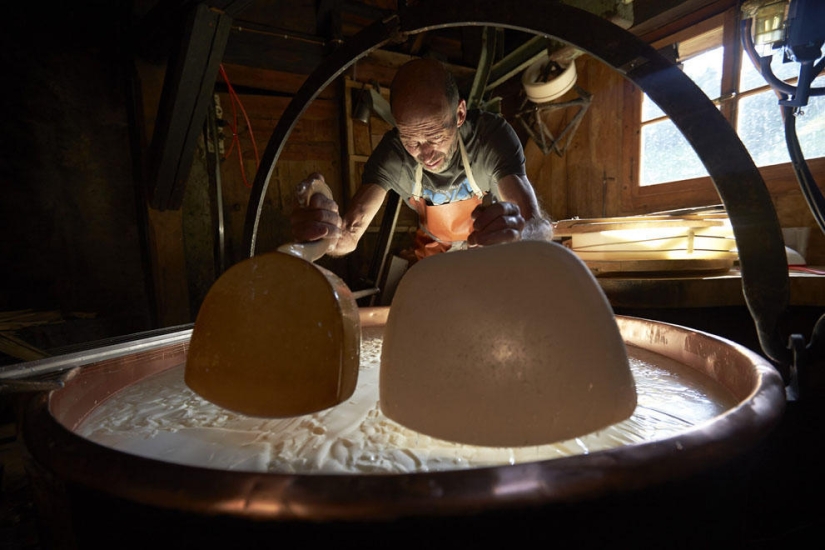 How Swiss cheese is made How Swiss cheese is made