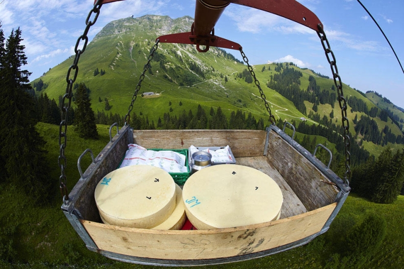 How Swiss cheese is made How Swiss cheese is made