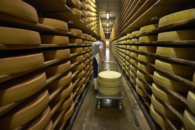 How Swiss cheese is made How Swiss cheese is made