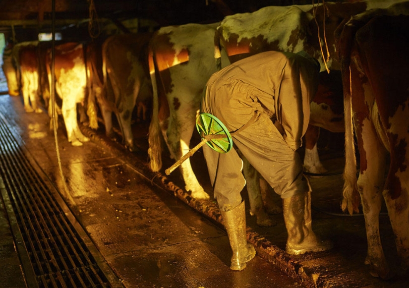 How Swiss cheese is made How Swiss cheese is made