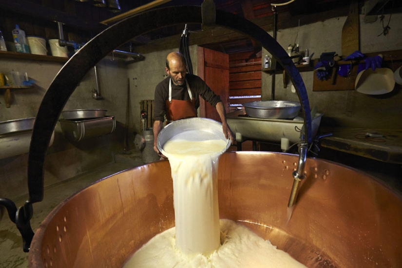 How Swiss cheese is made How Swiss cheese is made