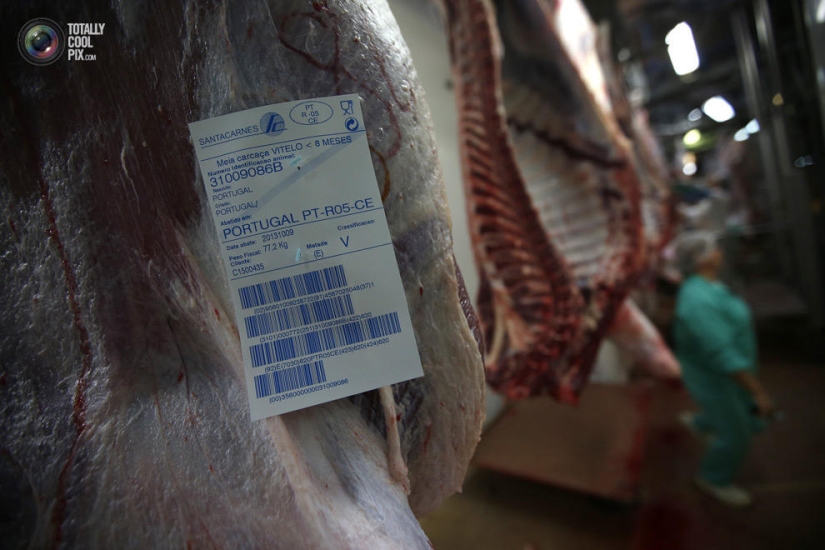 How the meat we eat is made How the meat we eat is made