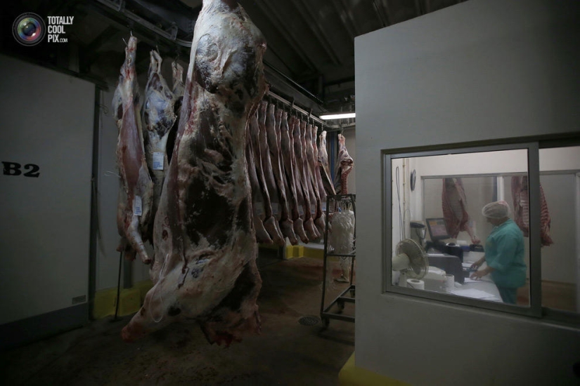 How the meat we eat is made How the meat we eat is made