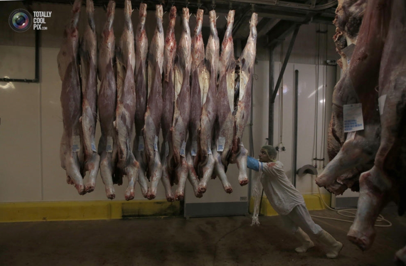 How the meat we eat is made How the meat we eat is made